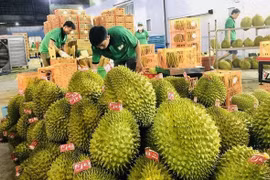 越南果蔬对中国出口一直保持增长势头
