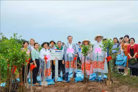 芹苴市种植1000棵海桑树 防止河岸侵蚀和坍塌