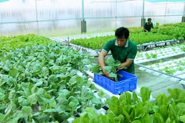 九龙江三角洲为有机农业奠定基础