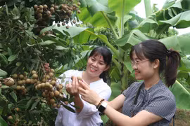 龙眼园体验旅游模式 ：拉近兴安龙眼与国内外消费者的距离 
