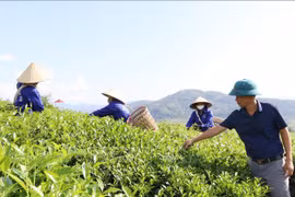 2023年越南多维贫困户比例降至2.93%