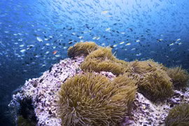 印尼蓝海经济潜力巨大