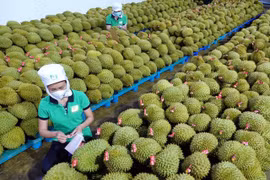 越南反季节榴莲在中国市场颇受欢迎