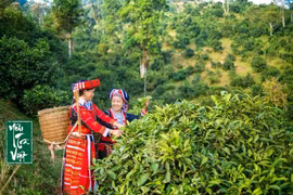 2023年第一届山雪茶节即将举行