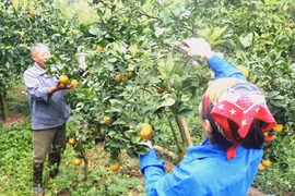 越南兴安省全力打造鲜美橙子品牌