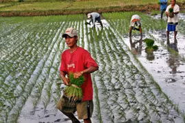 菲律宾种植杂交水稻 以实现国家的水稻自给自足