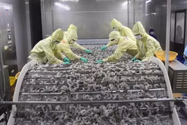越南着力提升虾类产品竞争力
