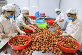 遵守标准和质量促进越南水果出口