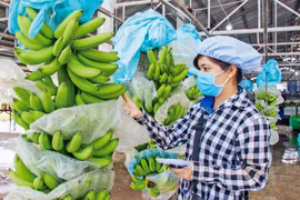 越南火龙果、香蕉和榴莲的出口潜力巨大