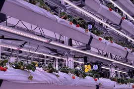 马来西亚和泰国应用新加坡技术种植高产草莓