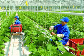 越南绿色项目信贷余额超过210亿美元