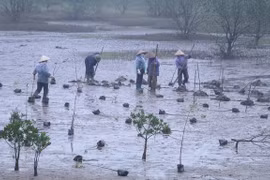 红河平原地区红树林恢复和可持续管理项目启动