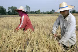 韩国与东盟地区粮食安全合作走在前列