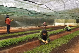 昆嵩省各个乡村积极应用科技于农业生产