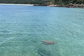 广宁省姑苏海域发现珍稀海龟