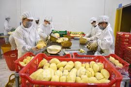 2023年越南蔬果出口额预计达到56亿美元的目标