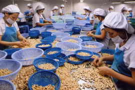 腰果行业力争实现绿色生产和销售