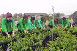 越南太原省“春茶香色–新疆特色茶区”节有助于推介当地茶叶产品