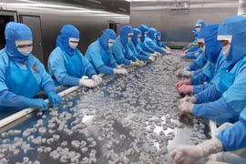 越南出口面临许多困难