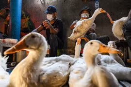 柬埔寨卫生部：H5N1禽流感疫情已得到控制