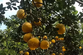 越南农产品致力在英国市场站稳脚跟 