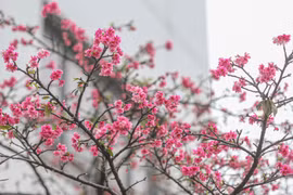 越日建交50周年：河内市接受由日本赠送的110棵樱花树
