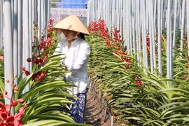 越南胡志明市：提高花卉和观赏植物生产能力 逐步推动出口活动