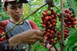 印度尼西亚正式签署国际咖啡协定
