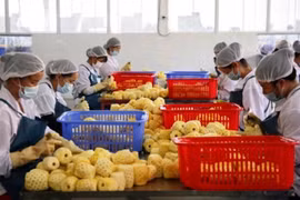越南农产品出口企业获向中国出口的企业注册编号435个
