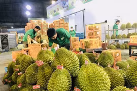 越南果蔬对中国出口一直保持增长势头