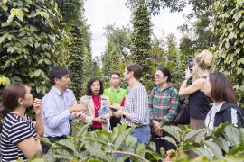 促进越南胡椒的可持续生产与贸易