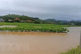 越南多地特大暴雨与洪灾爆发