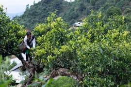 越南安沛省文振县江泉乡：打造饮茶文化 促进旅游业发展