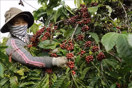 瑞士增购越南咖啡