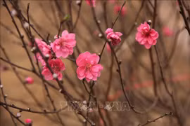 旅居白俄罗斯和保加利亚的越南人社群举行喜迎新春活动