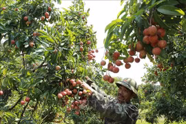 数百个中国商人月底将赴北江考察和收购荔枝