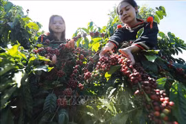 37个国际代表团参加第八届邦美蜀咖啡节