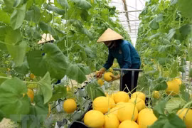 越南芹苴市力争吸引荷兰各家企业的合作投资