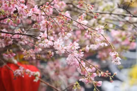 2019年河内日本樱花节开幕（组图）