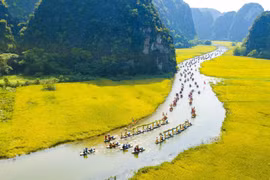 宁平省三谷水稻成熟季节（组图）
