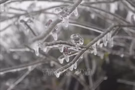 谅山省母山温度零降至2摄氏度 出现冰冻天气（组图）