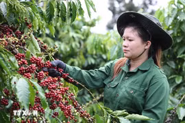 越南咖啡出口额首次可突破50亿美元大关。图自越通社