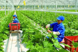 越南农业采取措施以履行COP26承诺