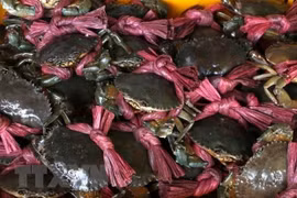 金瓯南根螃蟹和乌明鱼酱火锅被列入越南前100种特色美食名单