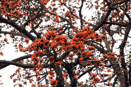 三月木棉花又开（组图）