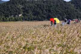 资料图：游客参观韩国顺天湾（Suncheon）。图自越通社
