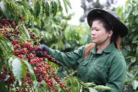 工人采摘咖啡果。图自越通社
