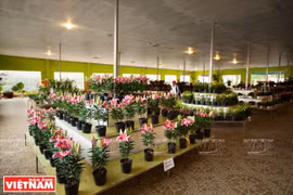大叻花林生物工艺股份公司的盆花展示厅。