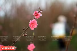 日新村早开的桃花。