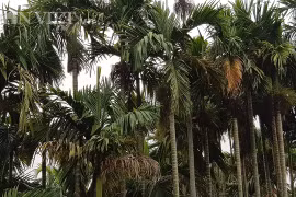 槟榔树成为南定省居民的脱贫致富之树